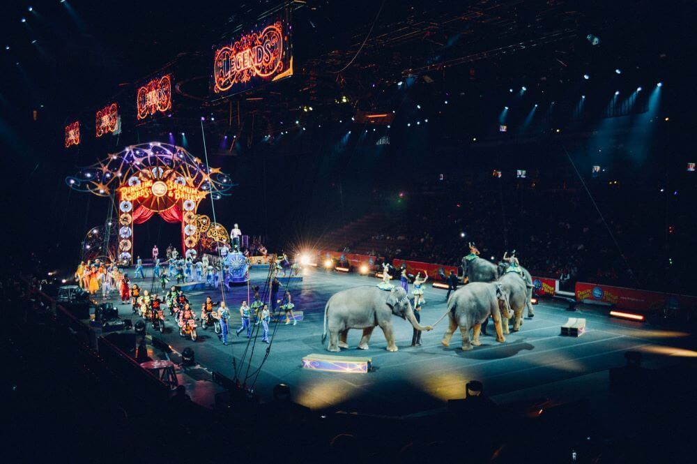 Festival cirque elefant dor